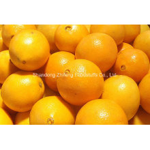 Chinesische frische Navel Orange in hoher Qualität